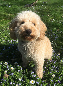 Bobbi Davies the super therapy dog